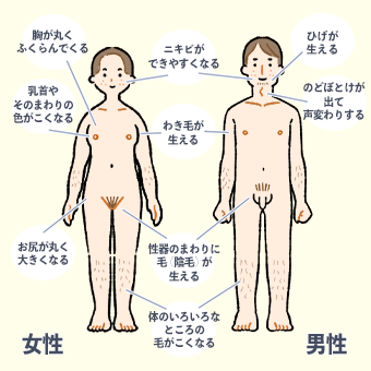 思春期のからだの変化　図