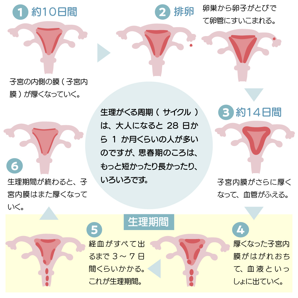 生理がくる周期（サイクル）